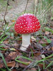 Image illustrant Apprenez  reconnatre les champignons des bois